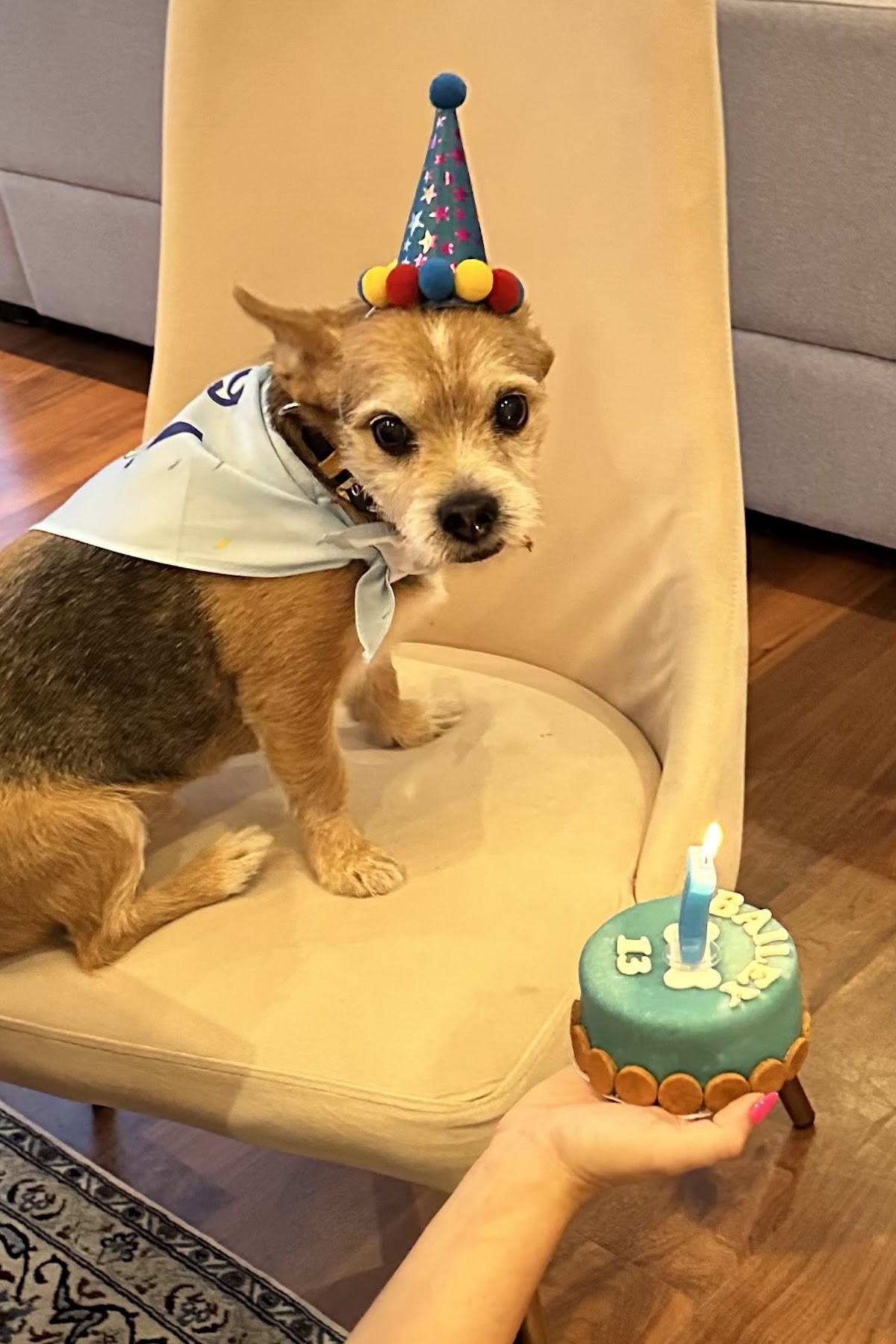 The Pawfect Company - photo 2