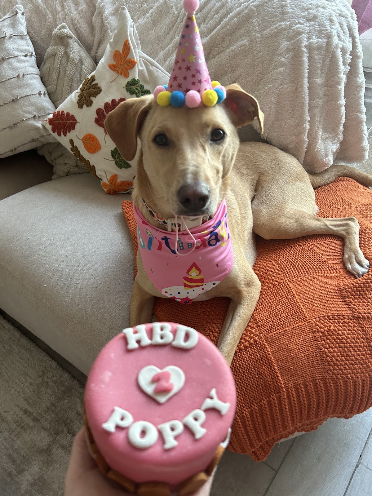 The Pawfect Company - photo 5