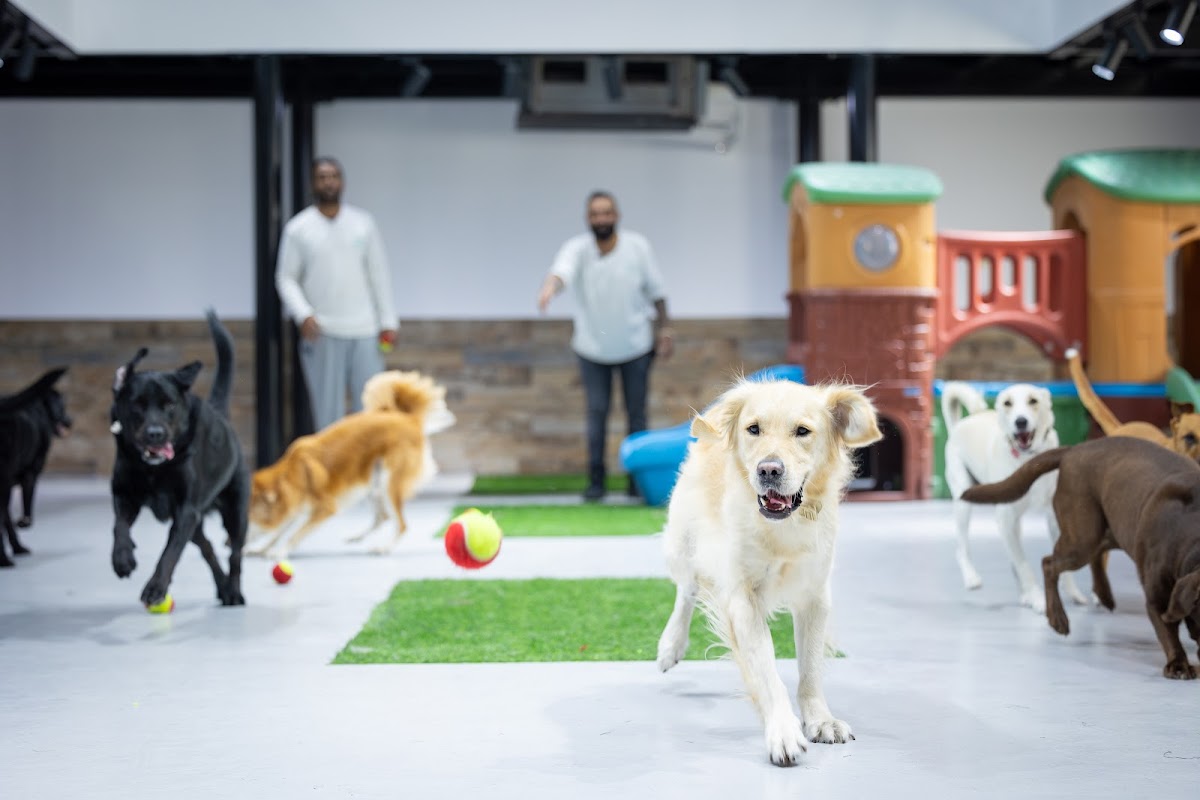 Dogwalk Dubai