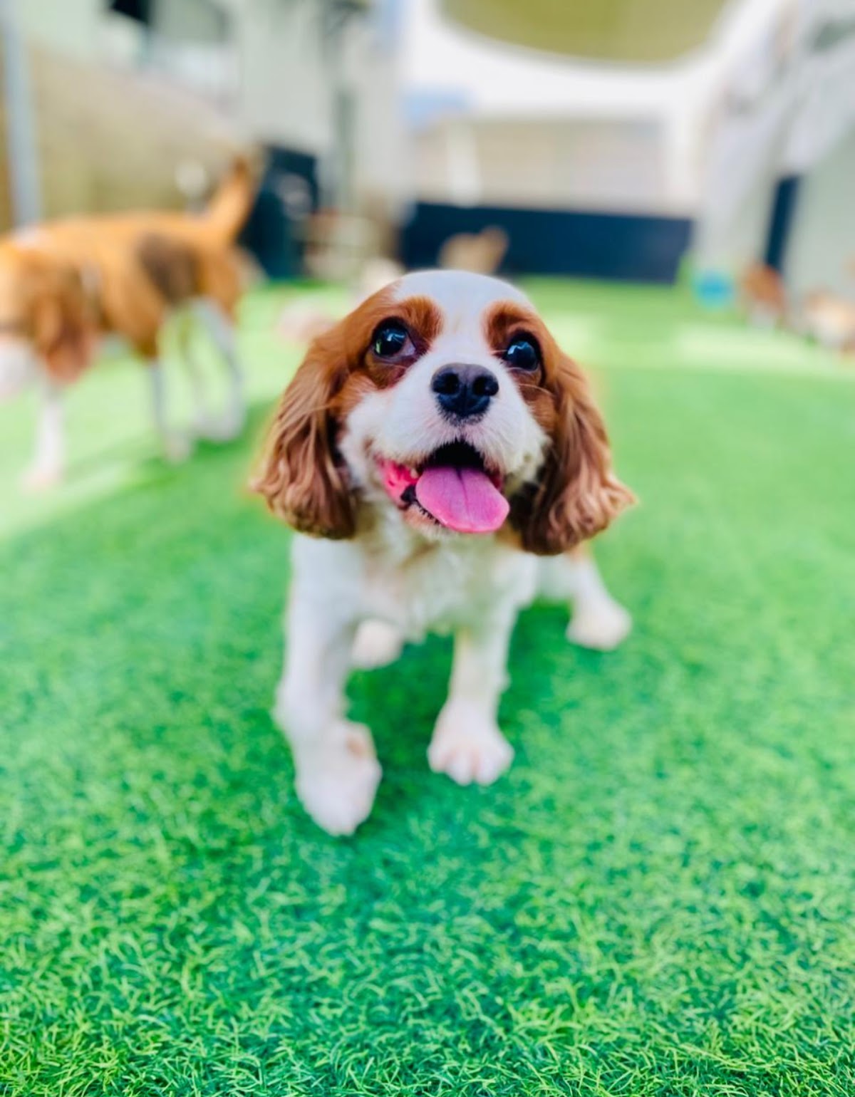 Dogwalk Dubai - photo 5