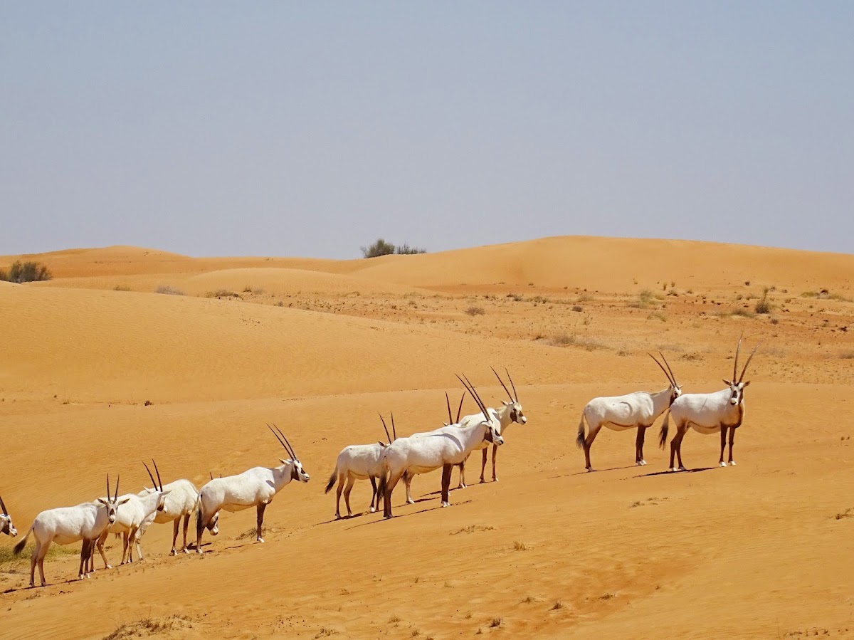 Desert Safari with BBQ Dinner