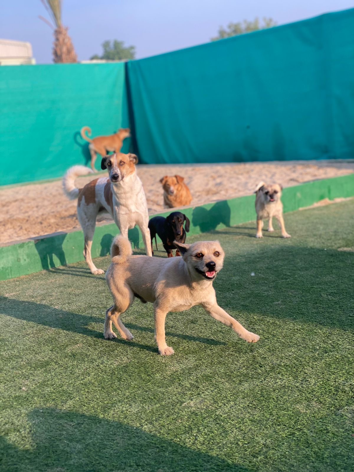 Happy Paws - Pet Boarding - photo 3