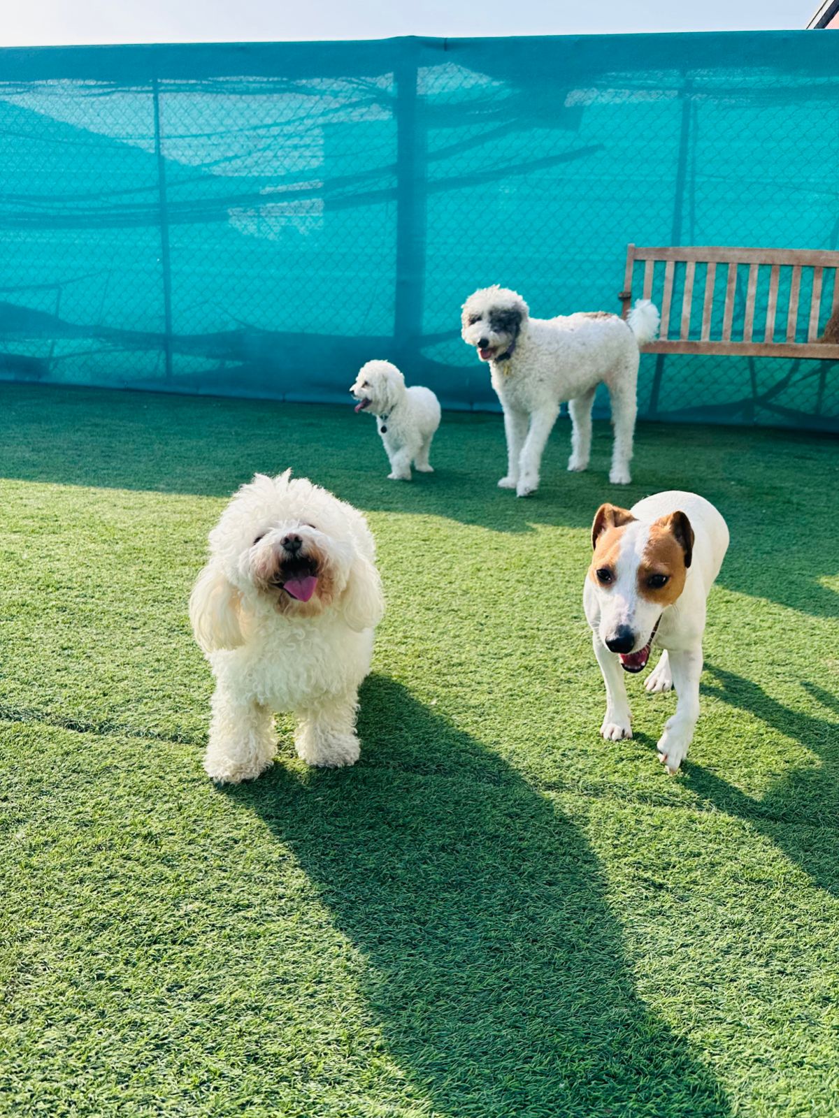 Happy Paws - Pet Boarding - photo 4