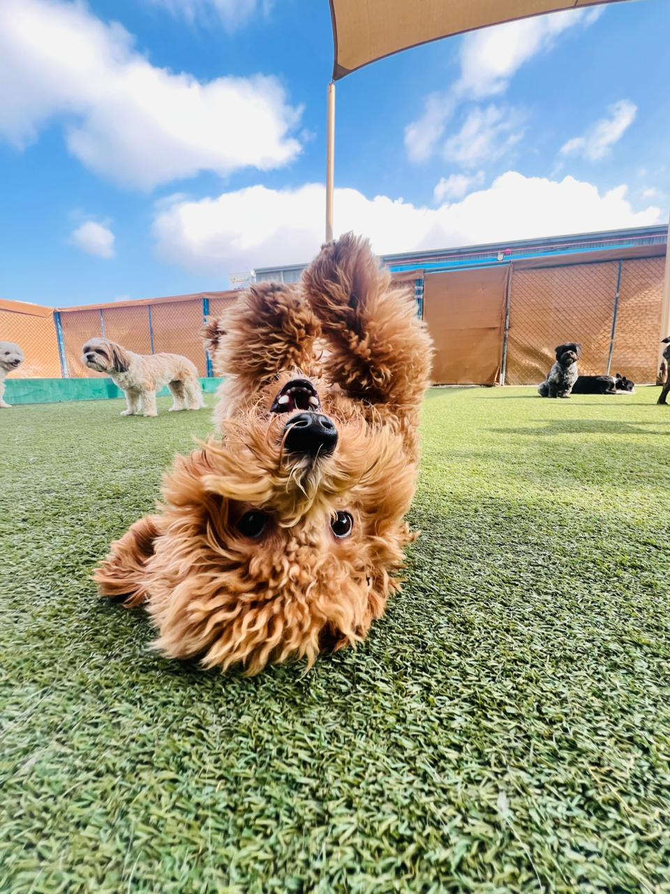 Happy Paws - Pet Boarding - photo 5