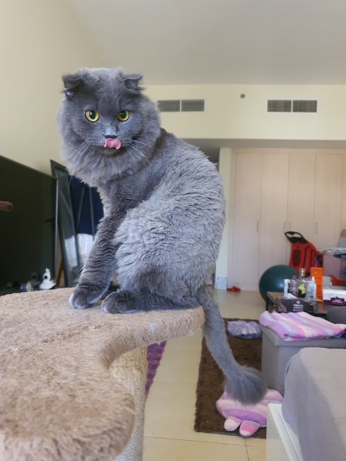 PetSmith Grooming - photo 3