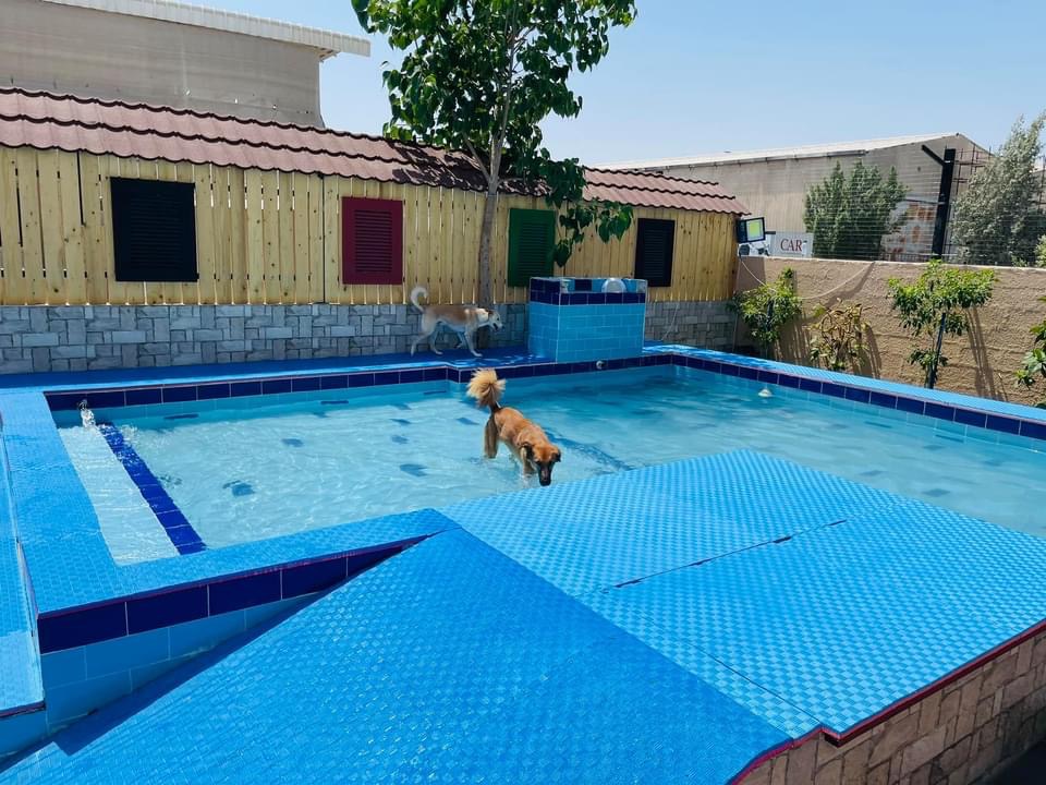 My Second Home Pet Hotel - photo 3