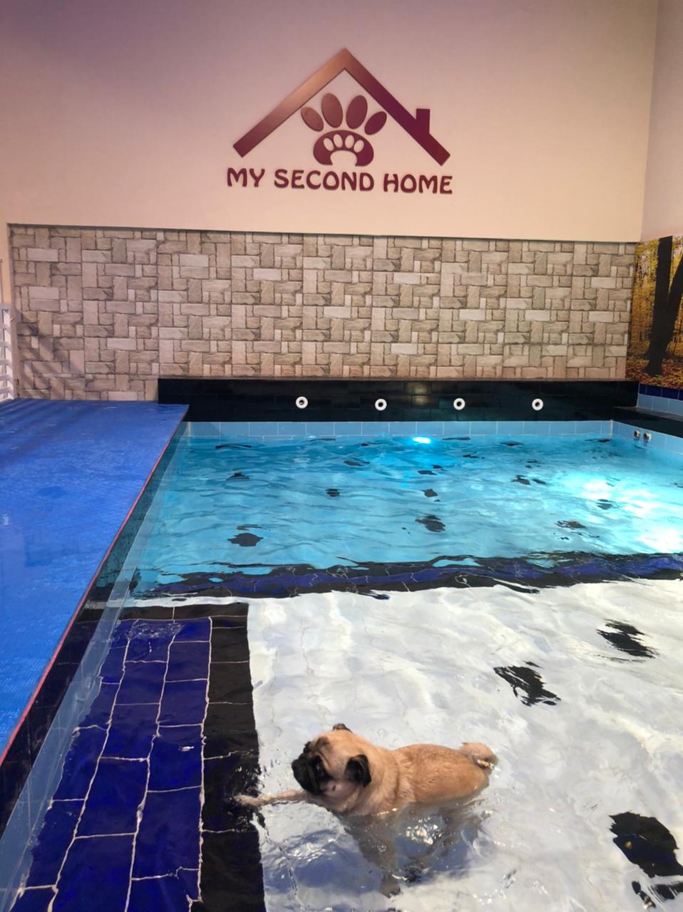 My Second Home Pet Hotel - photo 2