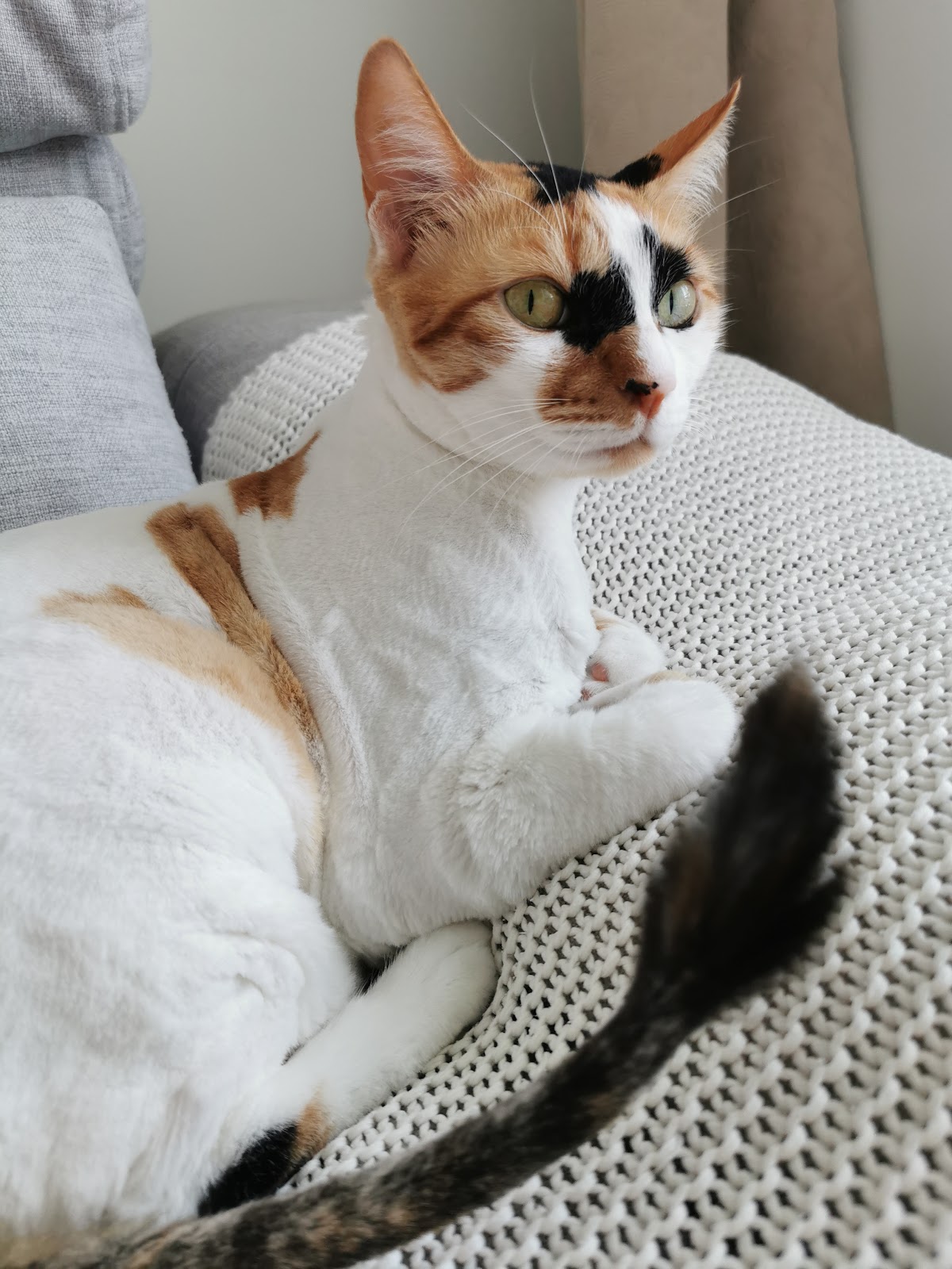 Fur Babies Pet Salon - photo 5