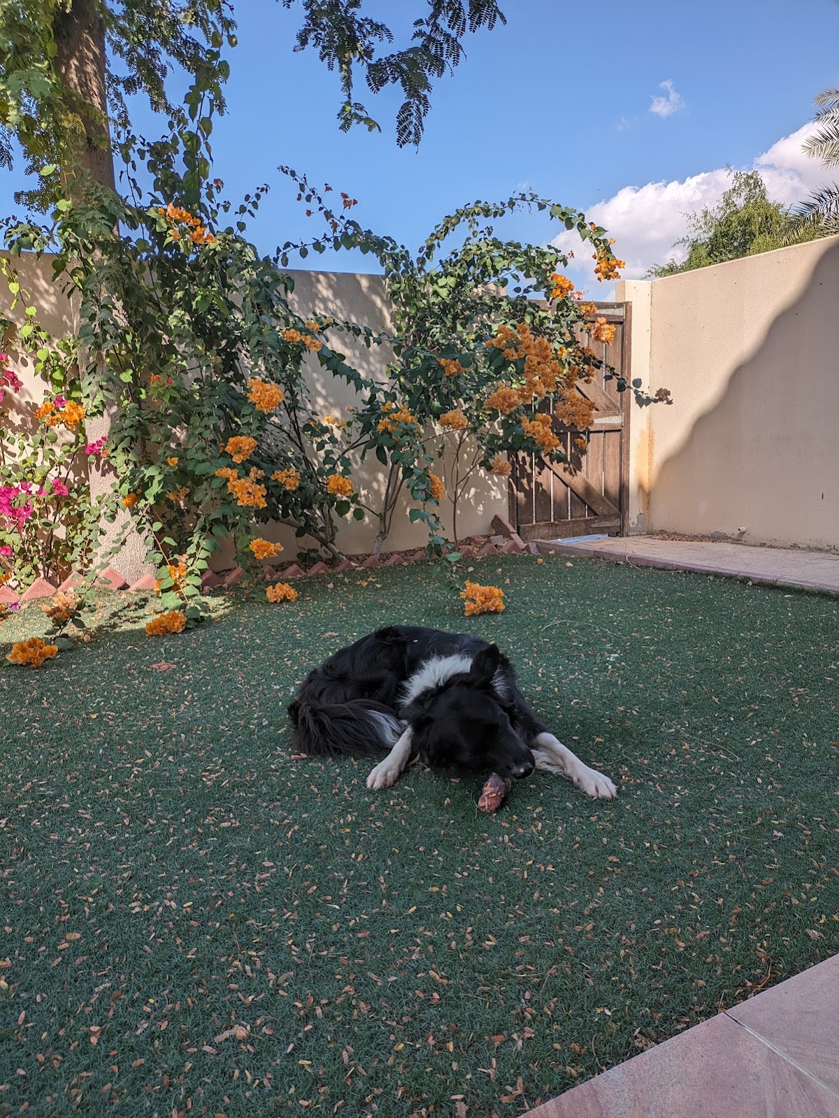 PawSome Vet Clinic - photo 5