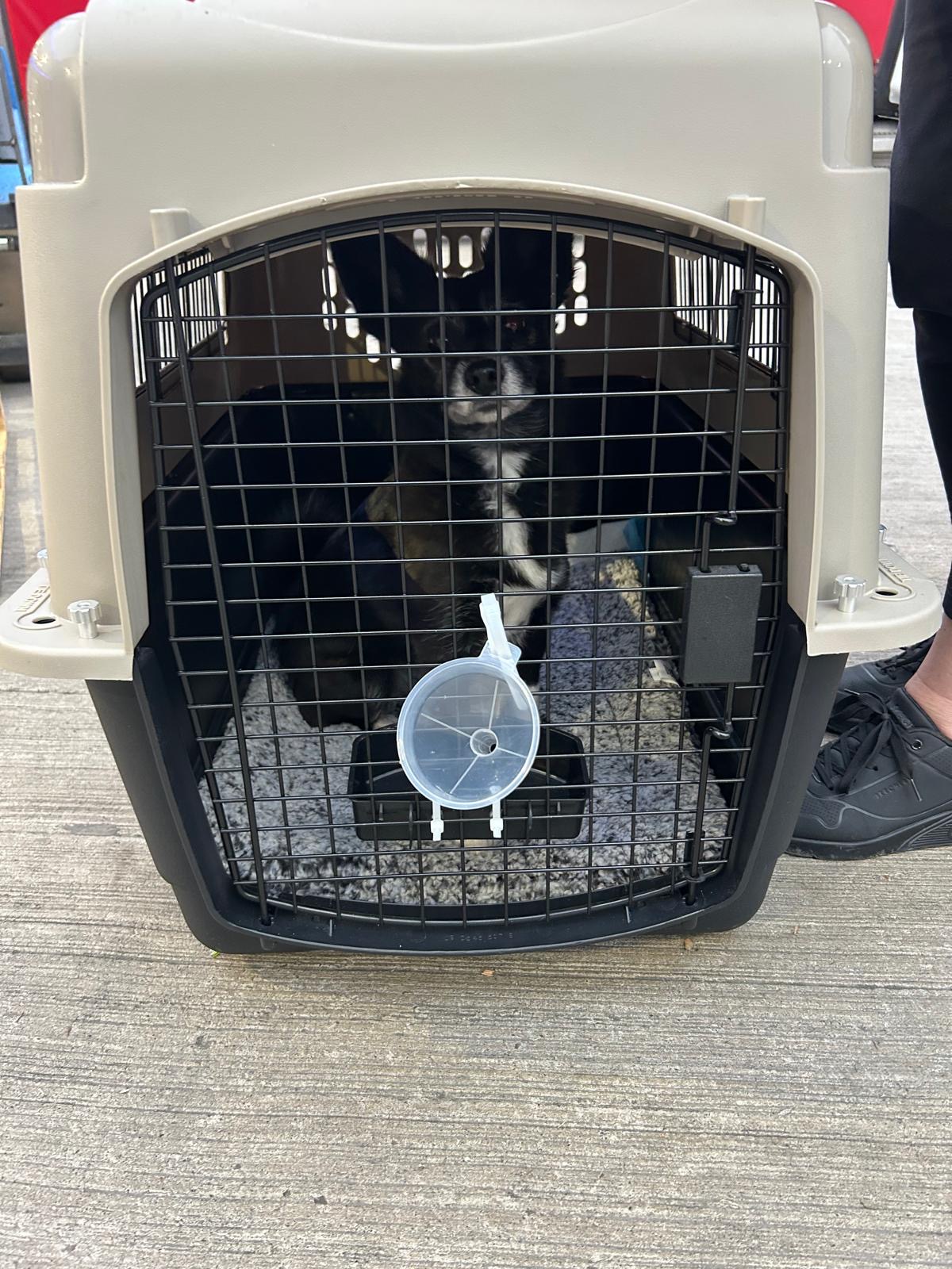 PawSome Vet Clinic - photo 4