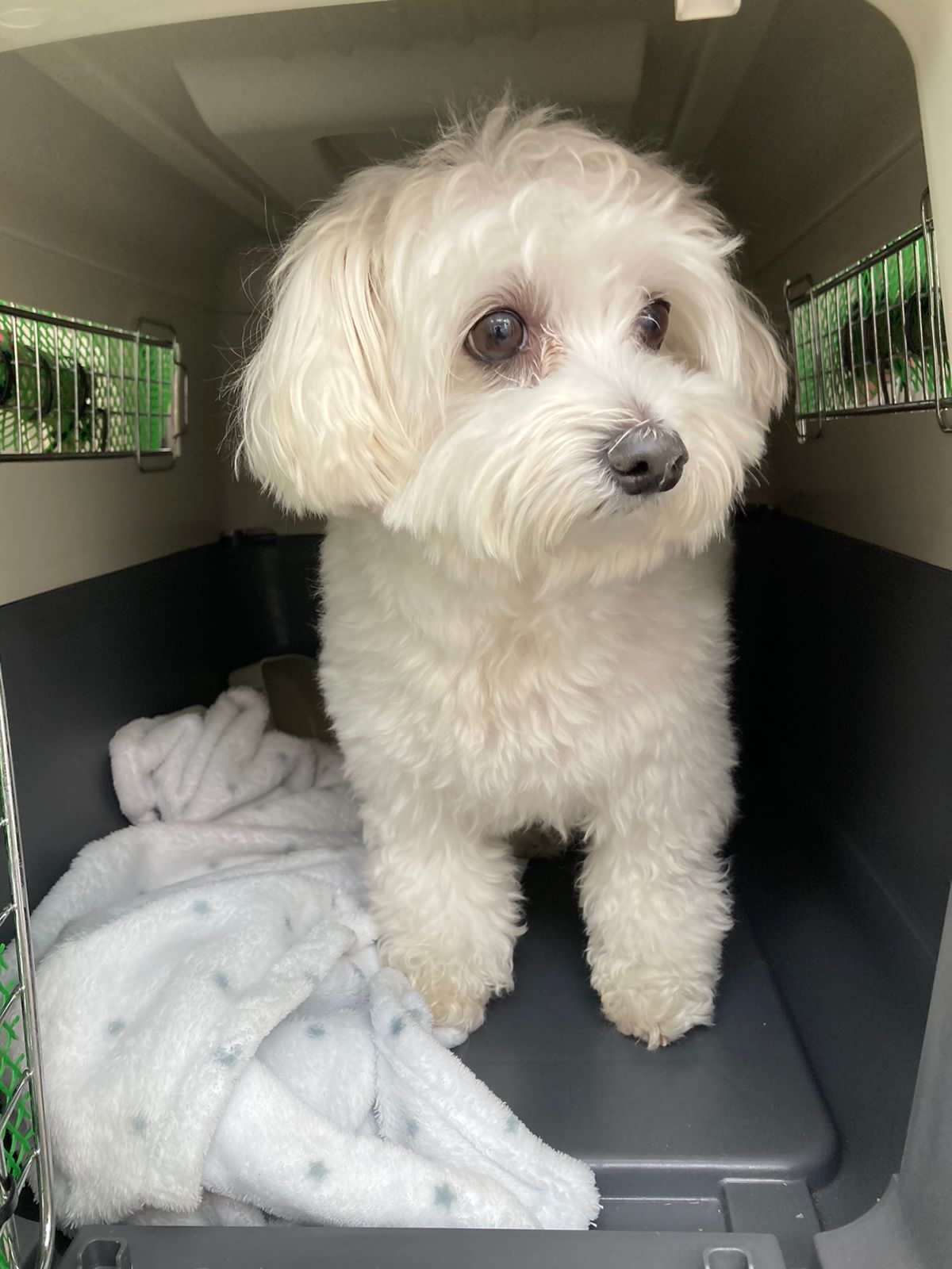 PawSome Vet Clinic - photo 3