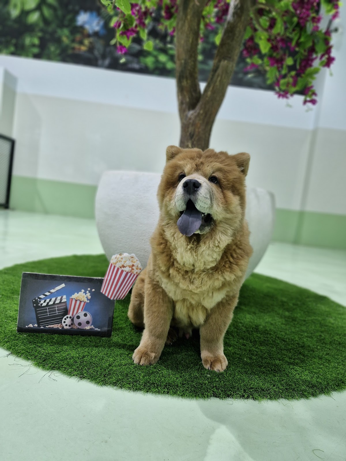 Bark & Bath - Dog Grooming - photo 3