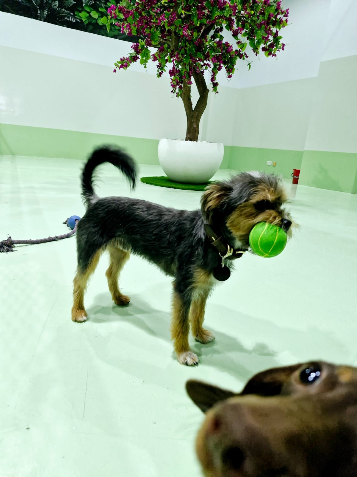 Bark & Bath - Dog Grooming