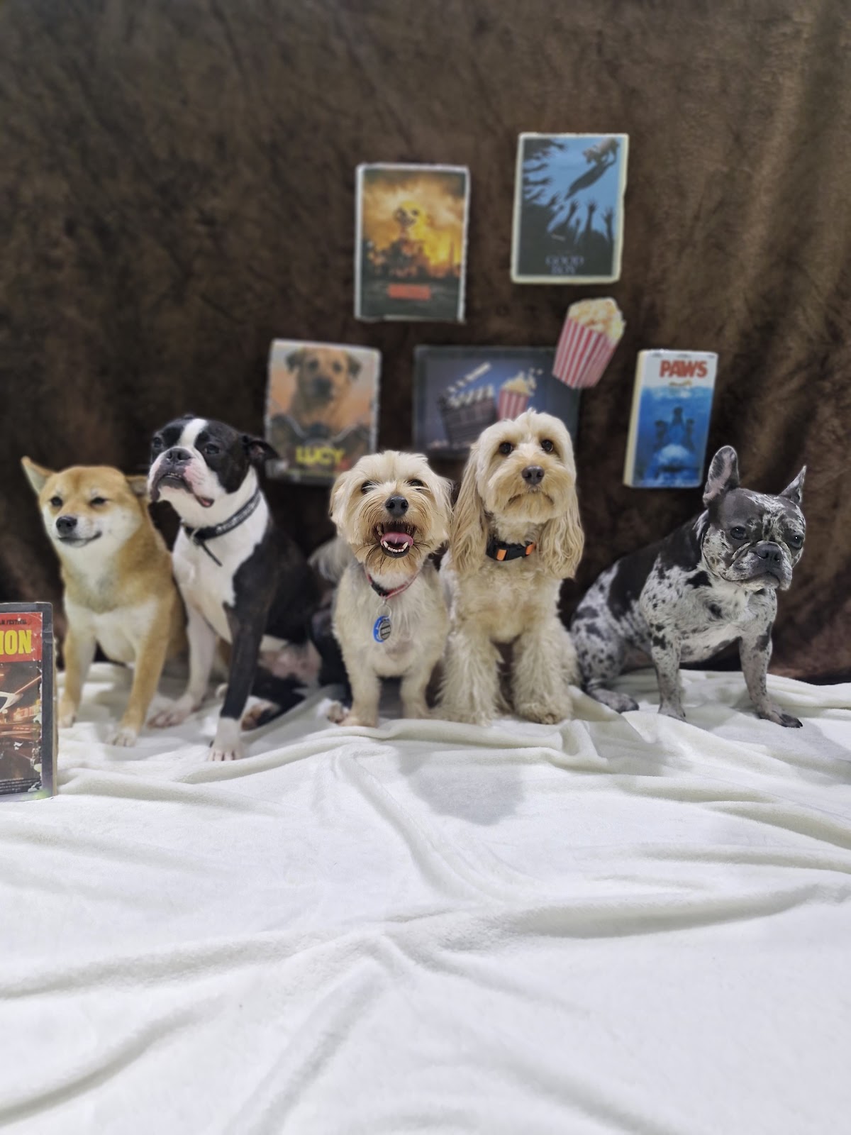 Bark & Bath - Dog Grooming - photo 5