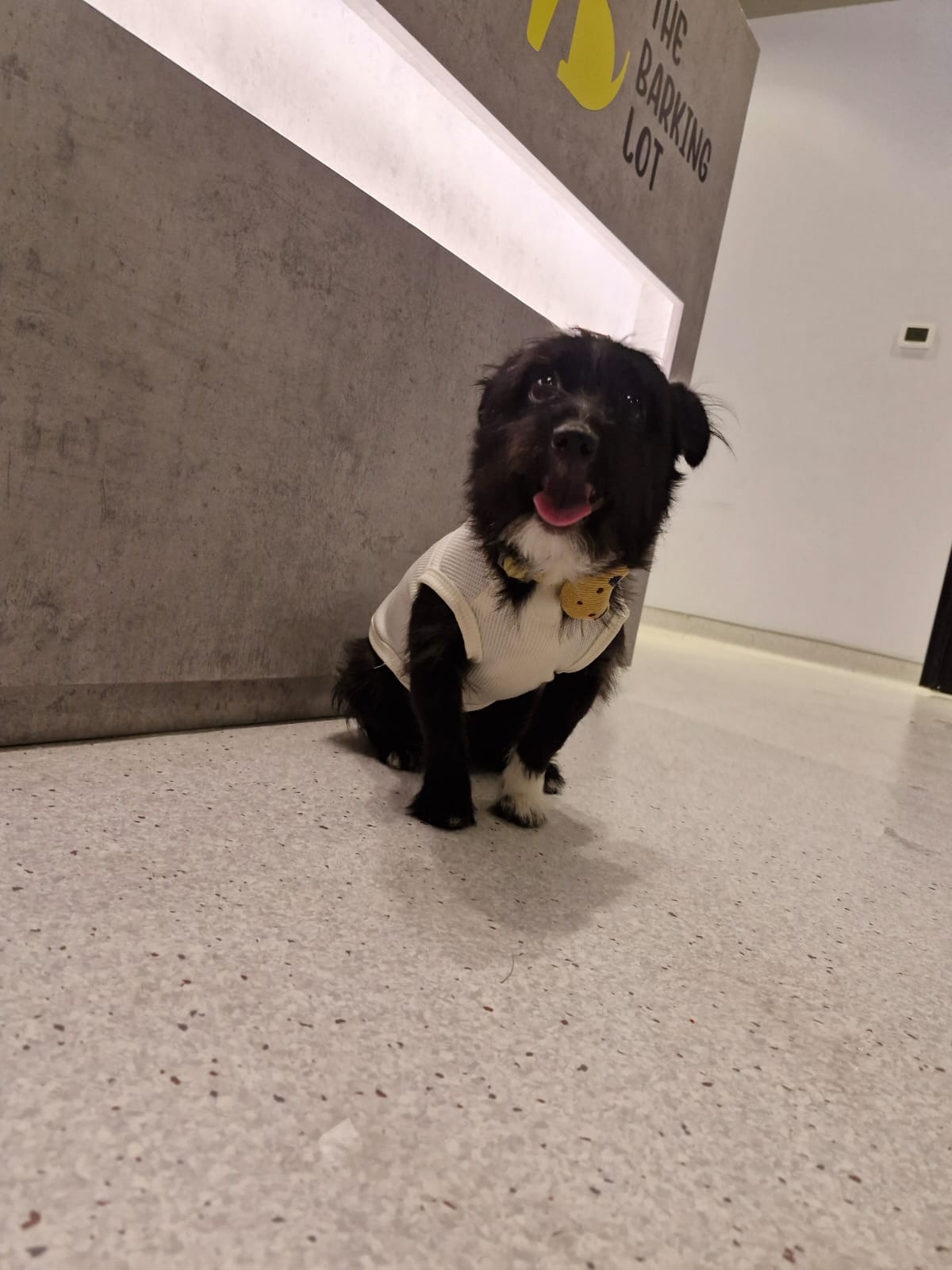 Bark & Bath - Dog Grooming - photo 2