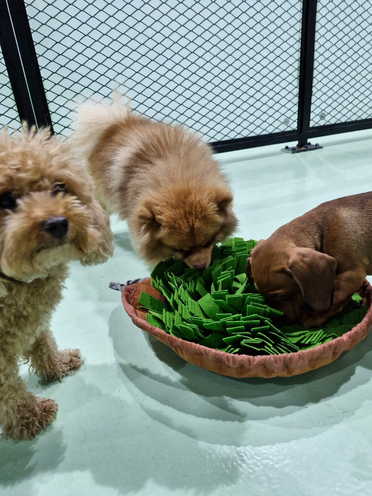 Bark & Bath - Dog Grooming - photo 4